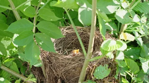 Feeding young thrushes Stock Footage 314045092