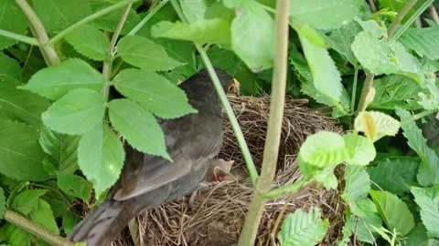 Feeding young thrushes Stock Footage 314045149