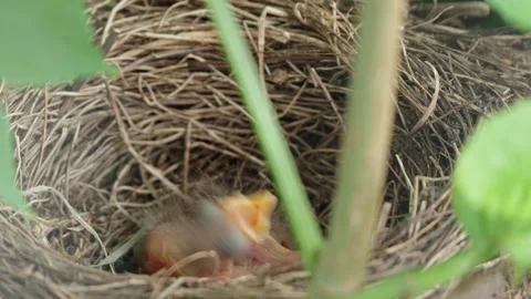 Feeding young thrushes Stock Footage 314045336
