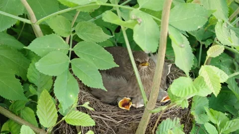 Feeding young thrushes Stock Footage 314045371