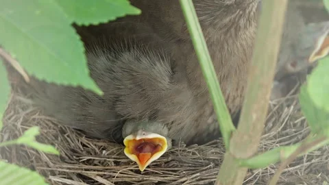 Feeding young thrushes Stock Footage 314045431