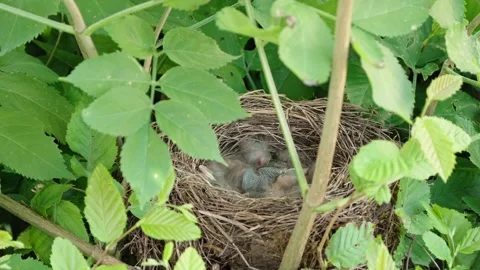 Feeding young thrushes Stock Footage 314045439