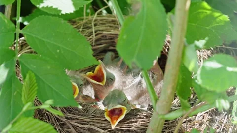 Feeding young thrushes Stock Footage 314045492