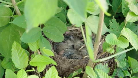 Feeding young thrushes Stock Footage 314045525