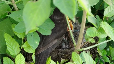 Feeding young thrushes Stock Footage 314045559
