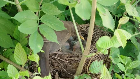 Feeding young thrushes Stock Footage 314045571