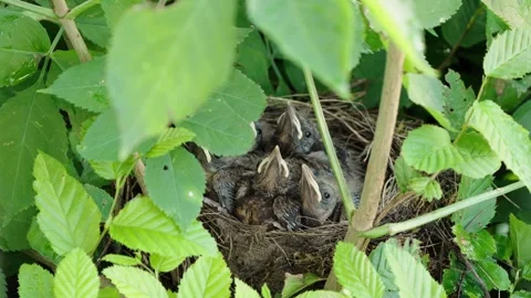 Feeding young thrushes Stock Footage 314045621