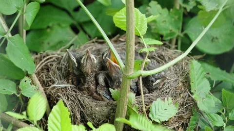Feeding young thrushes Stock Footage 314045688