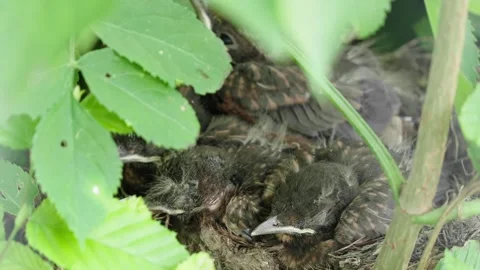 Feeding young thrushes Stock Footage 314045780