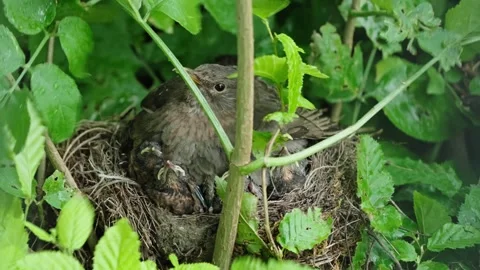 Feeding young thrushes Stock Footage 314045816