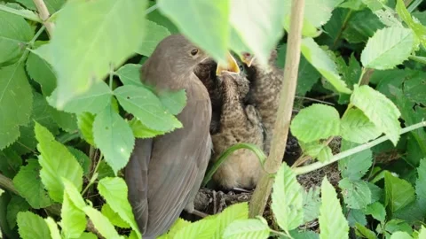 Feeding young thrushes Stock Footage 314045914