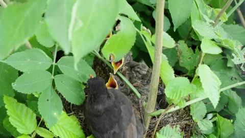 Feeding young thrushes Stock Footage 314045933
