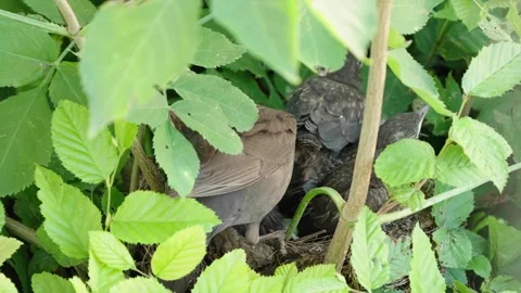 Feeding young thrushes Stock Footage 314045935