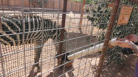 Feeding Zebra Stock Footage 30368658