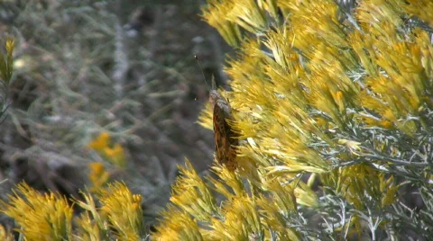 FeedingButterflyFront Stock Footage 278221
