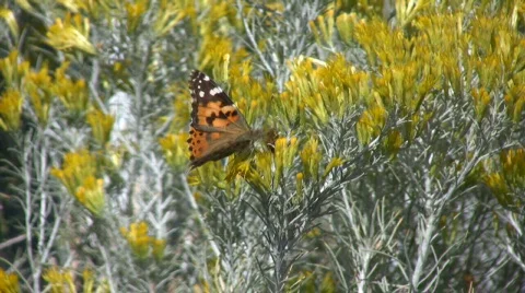 FeedingButterflySolo Stock Footage 278260