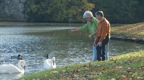 Feedings swans Stock Footage 279174