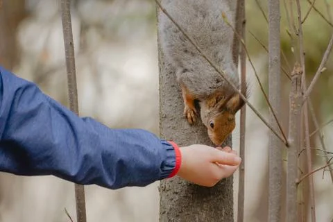 Feeds a squirrel by hand Stock Photos