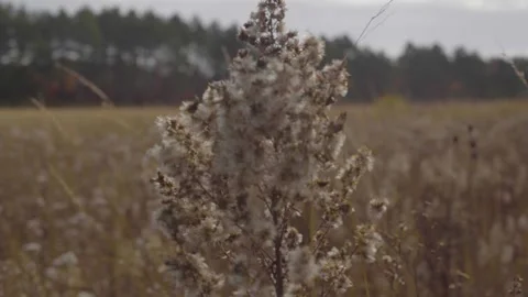 Feel the Breeze Stock Footage 300999135