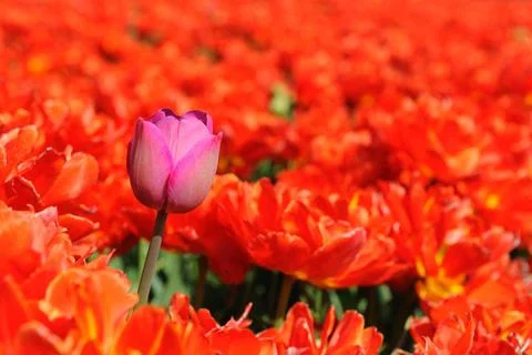  Feel the difference One pink tulip in a red field to feel the difference ... Stock Photos