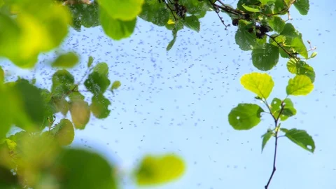 Feel Itchy with Midges Stock-Footage 98265262