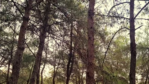 Feel a sense of connection with the Tree and the Forest. Stock Footage 281166523