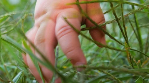 Feeling the grass by the toddler. Curiousity concept. Stock Footage 94464754