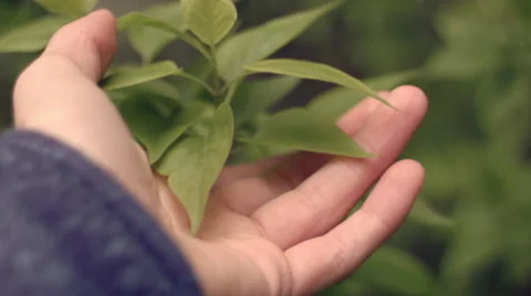 Feeling Nature 動画素材 67671941