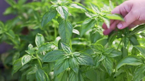 Feeling proud having first harvest of aromatic herbs Stock Footage 139159857