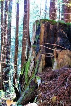 Feeling stumped Fotos Stock