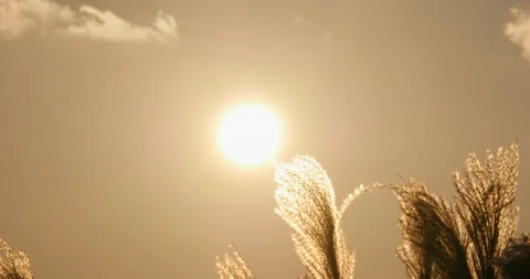 Feeling swaying of reed at sun Vidéo 162594439