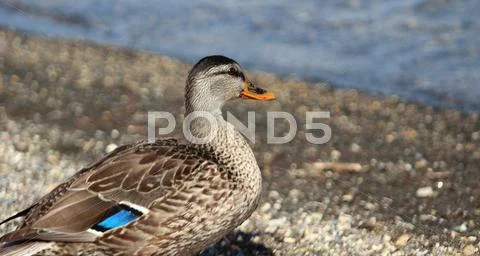 Feemale mallard duck Stock Photos
