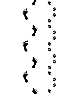 Feet and  paws Stock Illustration
