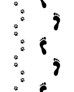 Feet and paws Stock Illustration