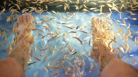 https://images.pond5.com/feet-being-nibbled-doctor-fish-footage-089745013_iconl.jpeg