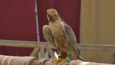 Feet Bound Eagle Stock Footage 69271057