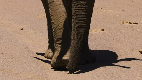 Feet of desert adapted elephant approaching while trunk dangles over sandy Stock Footage 311904060