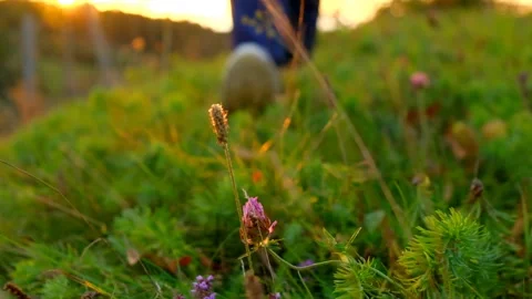 Feet in the grass in the rays of the sunset.Summer evening walks and travel. Stock Footage 233336849