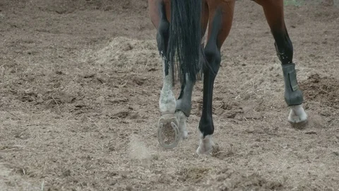 Feet of horse close-up Stock Footage