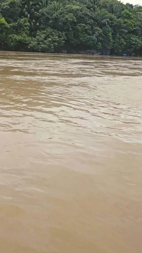 Feet Over Brown Amazon River Near Lush Tropical Forest Stock-Footage 336520520