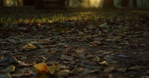 Feet running on the fallen leaves path in the beautiful sunny park. Sunset Stock Footage 82509837