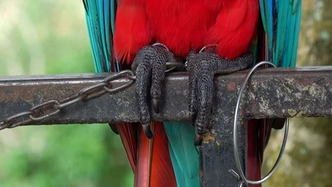 Feet of Scarlet macaw with chain. Concept of animal cruelty, violent treatment Stock Footage