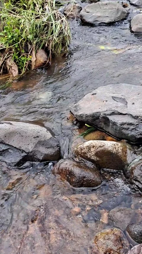 Feet Soaking in Cool River Stream Vídeo Stock 331415846