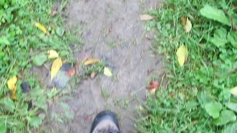 Feet walking in the autumn forest with tracking shoes POV Stock Footage