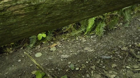 Feet walking below downed log at Deception Pass Bridge State Park Washington Stock Footage 73526572