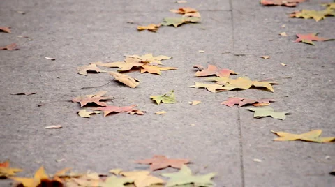 Feet walking through fall leaves on the ground. Stock Footage 979272