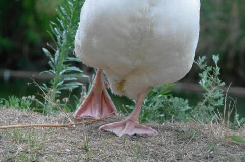Feets from a goose Stock Photos