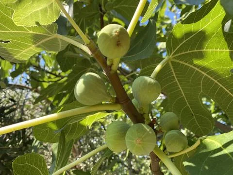 Feigenbaum in Kroatien Stockfoto's