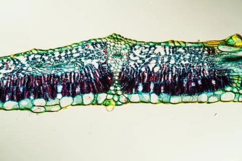 Feigenblatt Stock Photos