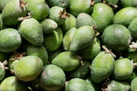 Feijoa as background or texture Stock Photos